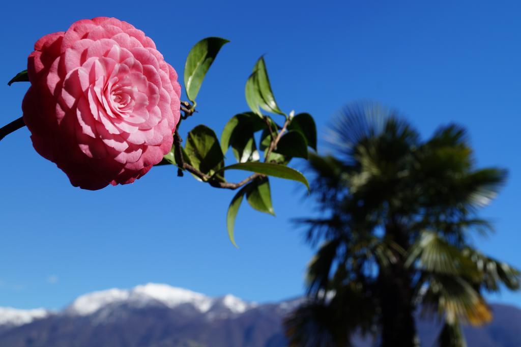 Casa Eva Apartment Ronco sopra Ascona ภายนอก รูปภาพ